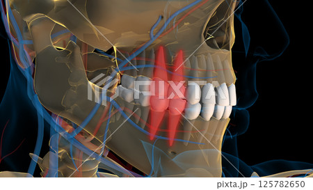 Human teeth premolar teeth anatomy for medical concept 3D rendering 125782650
