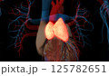 human thymus gland anatomy for medical concept 3D rendering 125782651