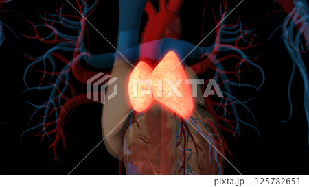 human thymus gland anatomy for medical concept 3D rendering 125782651
