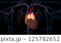 human thymus gland anatomy for medical concept 3D rendering 125782652