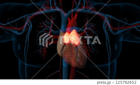 human thymus gland anatomy for medical concept 3D rendering human thymus gland anatomy for medical concept 3D rendering 125782652