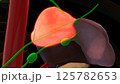 Human adrenal glands anatomy for medical concept 3D rendering 125782653