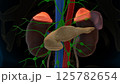 Human adrenal glands anatomy for medical concept 3D rendering 125782654