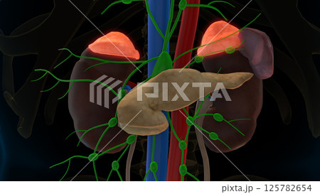Human adrenal glands anatomy for medical concept 3D rendering Human adrenal glands anatomy for medical concept 3D rendering 125782654