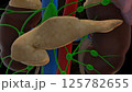 Human pancreas anatomy for medical concept 3D rendering 125782655