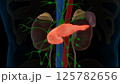 Human pancreas anatomy for medical concept 3D rendering 125782656