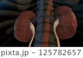 Human kidney anatomy for medical concept 3D rendering 125782657
