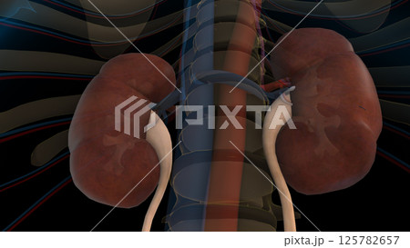Human kidney anatomy for medical concept 3D rendering 125782657
