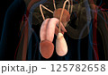 Male reproductive system anatomy for medical concept 3D rendering 125782658