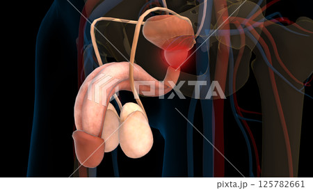 human urinary system prostate gland anatomy for medical concept 3D rendering human urinary system prostate gland anatomy for medical concept 3D rendering 125782661