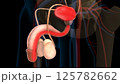Human urinary bladder anatomy for medical concept 3D rendering 125782662