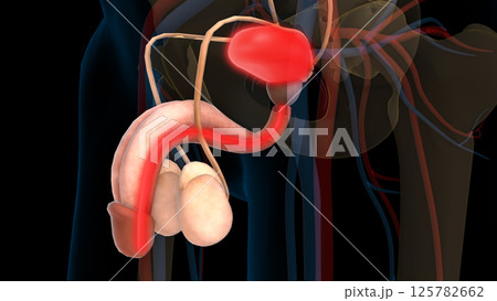 Human urinary bladder anatomy for medical concept 3D rendering 125782662