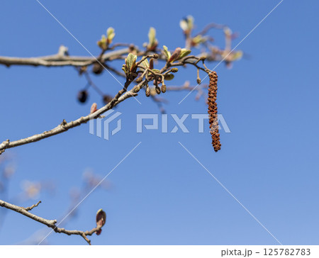 Leaves bloom on the birch tree in spring 125782783