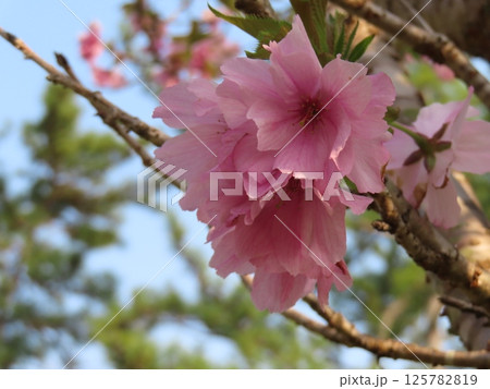 サクラ 125782819