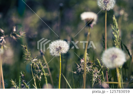Several fluffy dandelion seed heads on slender stems among grass and other plants. Soft, diffused light. Several fluffy dandelion seed heads on slender stems among grass and other plants. Soft, diffused light. 125783059