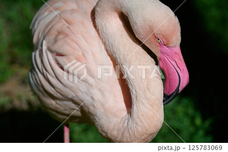 Pink flamingo arched its neck, sunny day 125783069