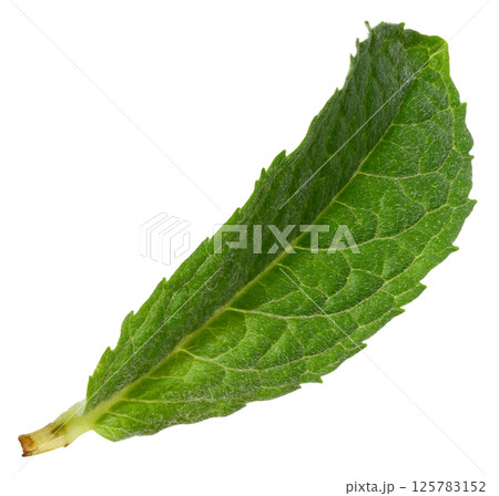 Green mint leaf with visible veins, isolated background 125783152