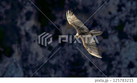 Bearded Vulture (Gypaetus barbatus), Crete Bearded Vulture (Gypaetus barbatus), Crete 125783215