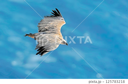Griffon Vulture (Gyps fulvus), Crete, Greece 125783218