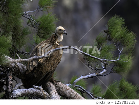 Griffon Vulture (Gyps fulvus), Crete, Greece Griffon Vulture (Gyps fulvus), Crete, Greece 125783219