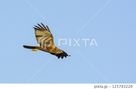 Marsh Harrier (Circus aeroginosus), Crete 125783220
