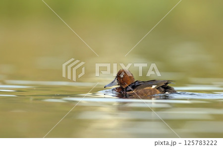 Ferruginous Duck - Aythya nyroca, Crete 125783222