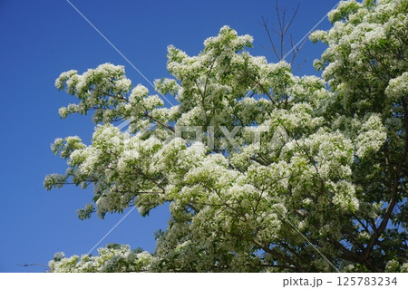 満開の「ナンジャモンジャ」の花 満開の「ナンジャモンジャ」の花 125783234