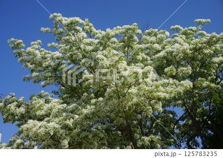 満開の「ナンジャモンジャ」の花 満開の「ナンジャモンジャ」の花 125783235