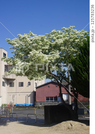 満開の「ナンジャモンジャ」の花 満開の「ナンジャモンジャ」の花 125783236