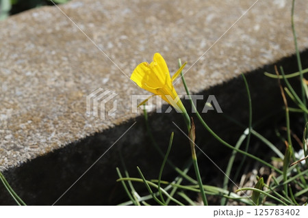 春の庭に咲く黄色い原種のペチコートスイセン（ナルシサス・バルボコディウム）の花 125783402