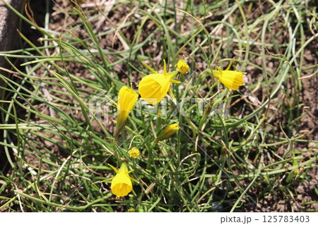 春の庭に咲く黄色い原種のペチコートスイセン(ナルシサス・バルボコディウム)の花 春の庭に咲く黄色い原種のペチコートスイセン(ナルシサス・バルボコディウム)の花 125783403