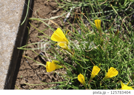春の庭に咲く黄色い原種のペチコートスイセン(ナルシサス・バルボコディウム)の花 春の庭に咲く黄色い原種のペチコートスイセン(ナルシサス・バルボコディウム)の花 125783404