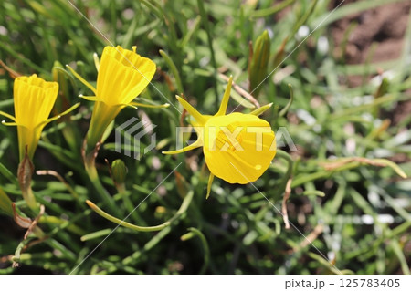 春の庭に咲く黄色い原種のペチコートスイセン（ナルシサス・バルボコディウム）の花 125783405