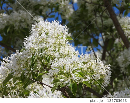 満開の「ナンジャモンジャ」の花 125783638