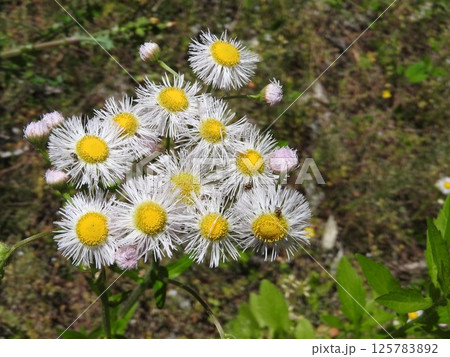 ハルジオンの花 ハルジオンの花 125783892