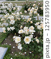 庭園に咲くバラたち・清楚で優美な花風景 / Roses blooming in the garden 125783950