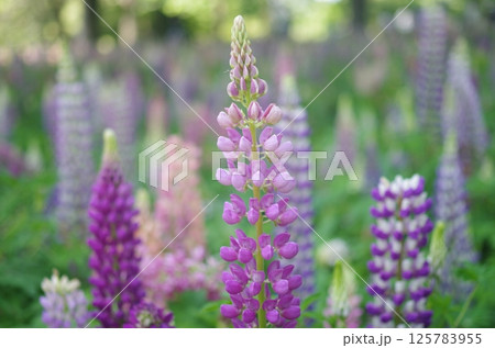 ルピナスの花が咲く ルピナスの花が咲く 125783955