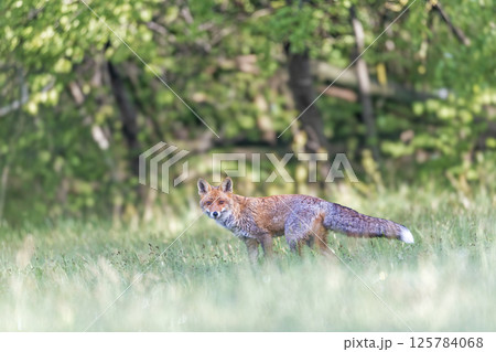 Red fox is posing in the morning meadow. 125784068
