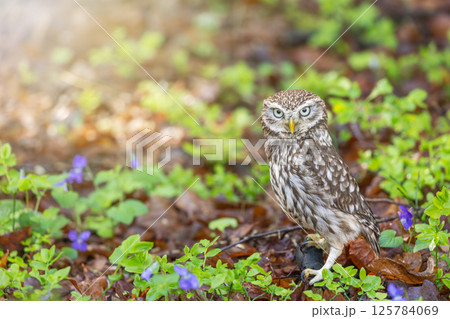 Little owl is posing in the forest. 125784069
