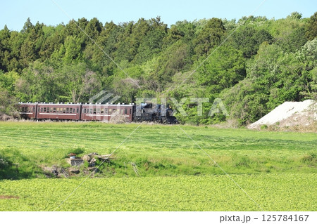 真岡鐵道「緑に包まれた沿線風景を走るSLもおか号」 125784167