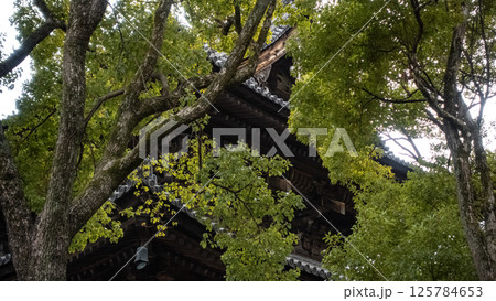 東寺　金堂　寺社　寺　真言　空海　弘法大師　京都　建築 125784653
