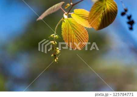 光の中で浮かび上がる新緑 光の中で浮かび上がる新緑 125784771