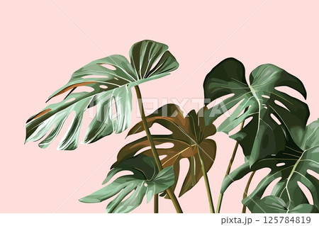 Tropical monstera palm leaves horizontal background. Pastel plain color backdrop. Place for text. Lush foliage of jungle tree plant. Summer template banner poster. Cartoon style vector illustration 125784819