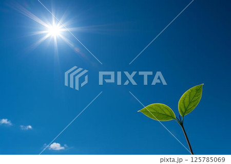 太陽　青空　双葉 125785069