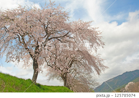 青空の下、飛騨一ノ宮に咲く満開の桜 青空の下、飛騨一ノ宮に咲く満開の桜 125785074