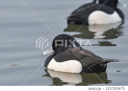 キンクロハジロ 125785475