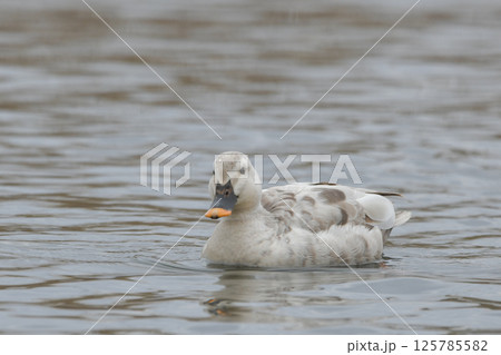 白いカルガモ 白いカルガモ 125785582