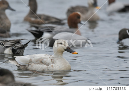 白いカルガモ 白いカルガモ 125785588