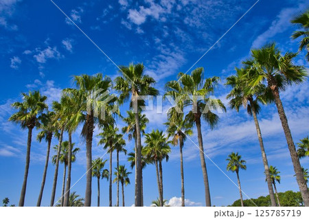 【藤沢市】辻堂海浜公園のヤシの木 125785719