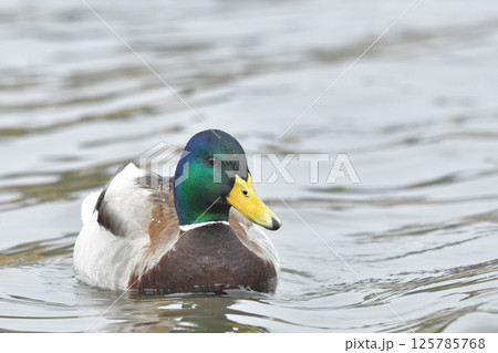 マガモ 125785768